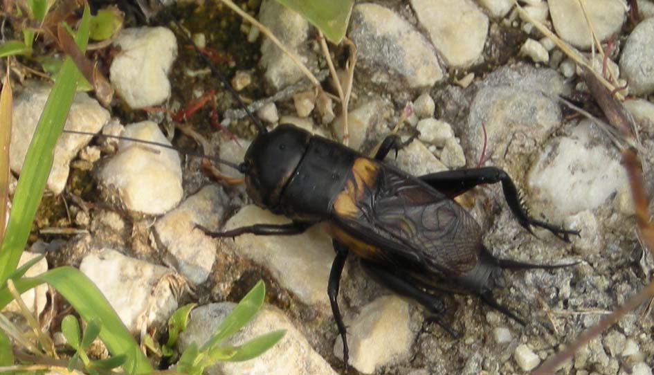 Insetto rinvenuto in borra di Tyto alba